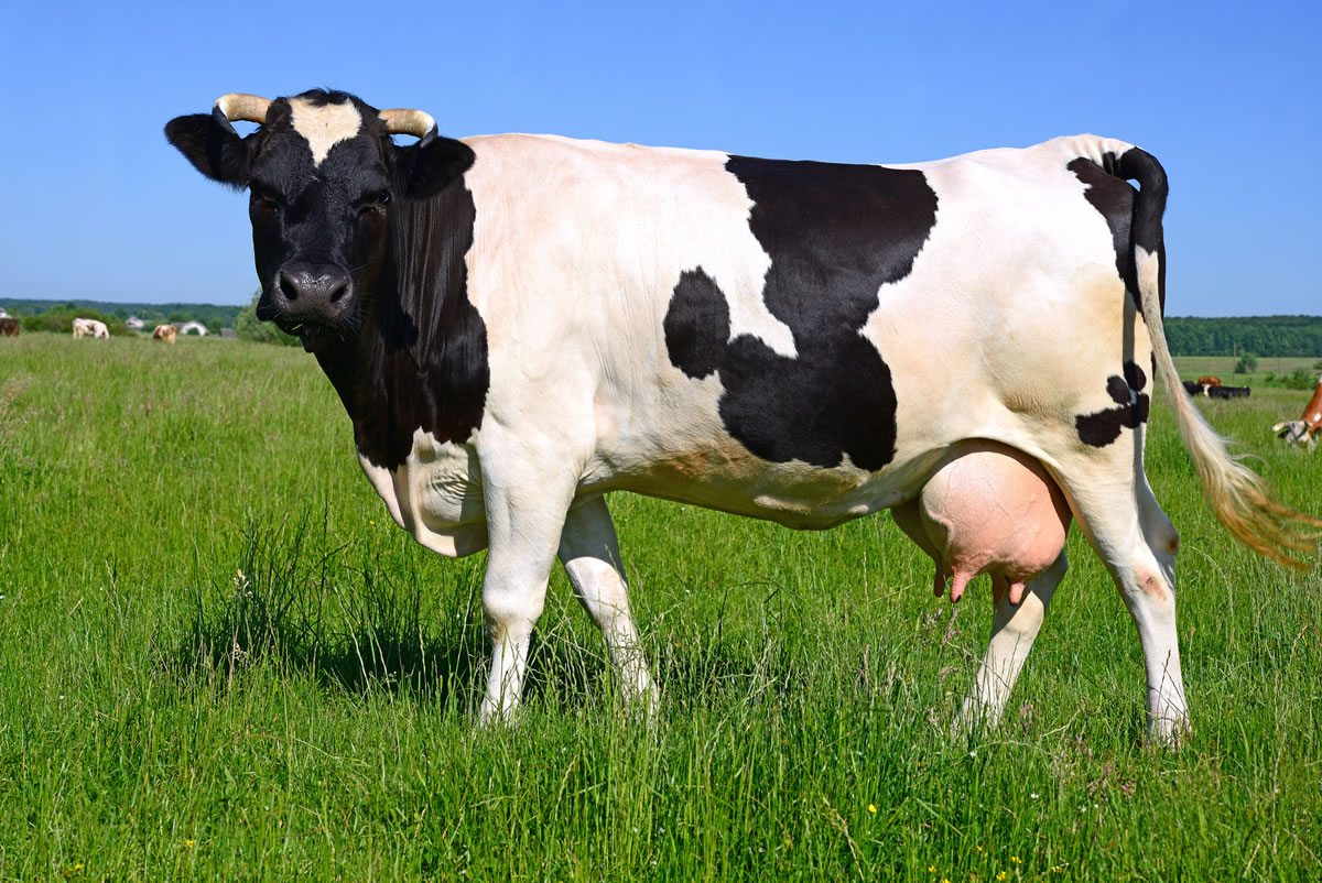 Sığır Süt Yemi - 18 Protein